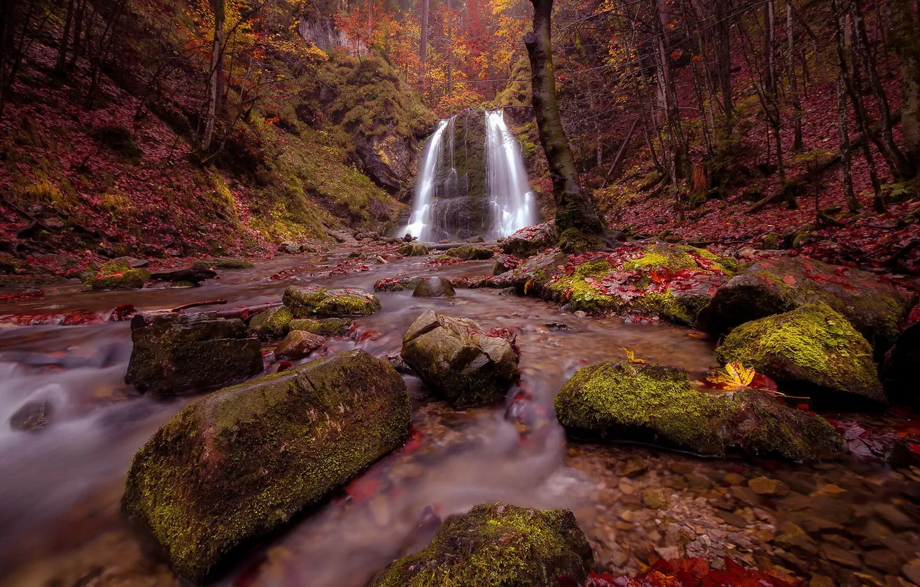 Photo wallpaper autumn, forest, river
