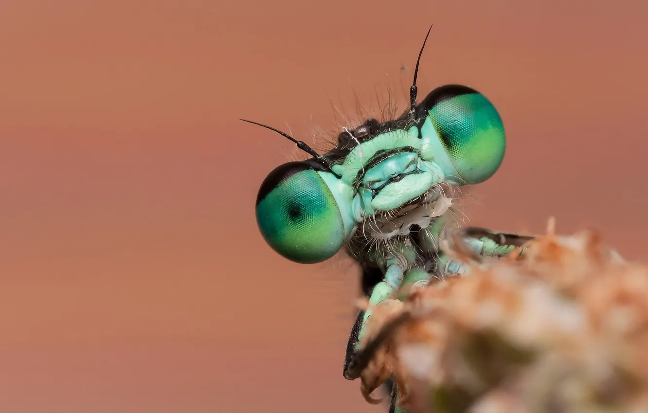 Photo wallpaper macro, nature, beetle