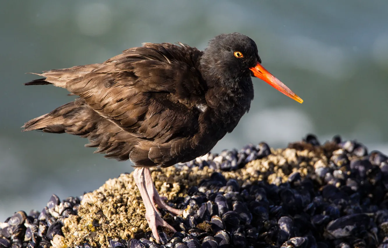 Photo wallpaper bird, beak, black Oystercatcher