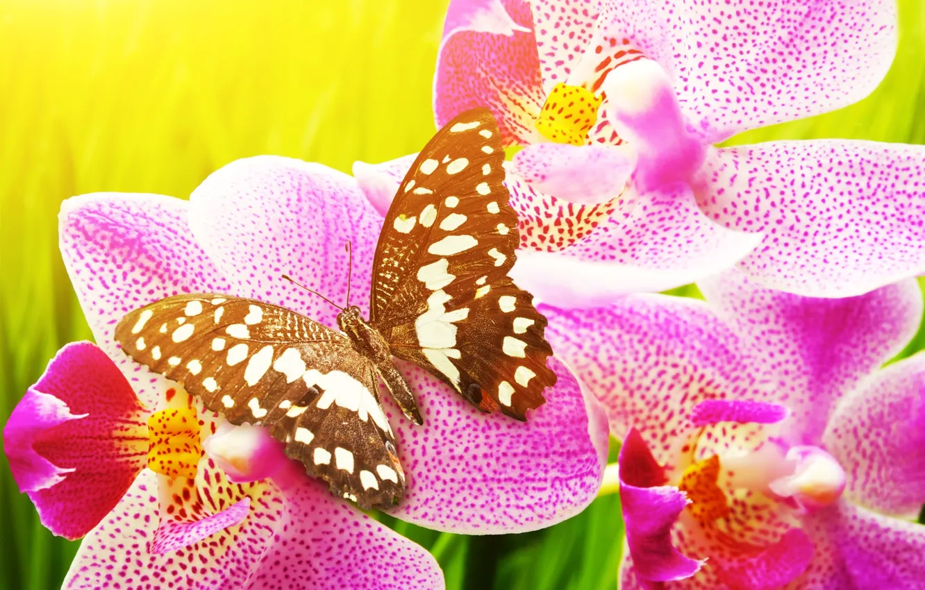 Photo wallpaper flowers, butterfly, Orchid