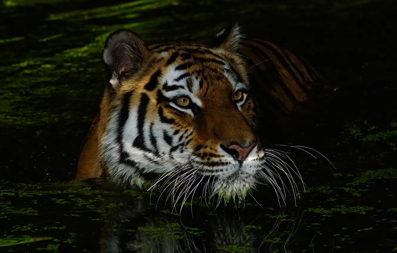 Photo wallpaper mustache, look, face, water, night, tiger, darkness, the dark background