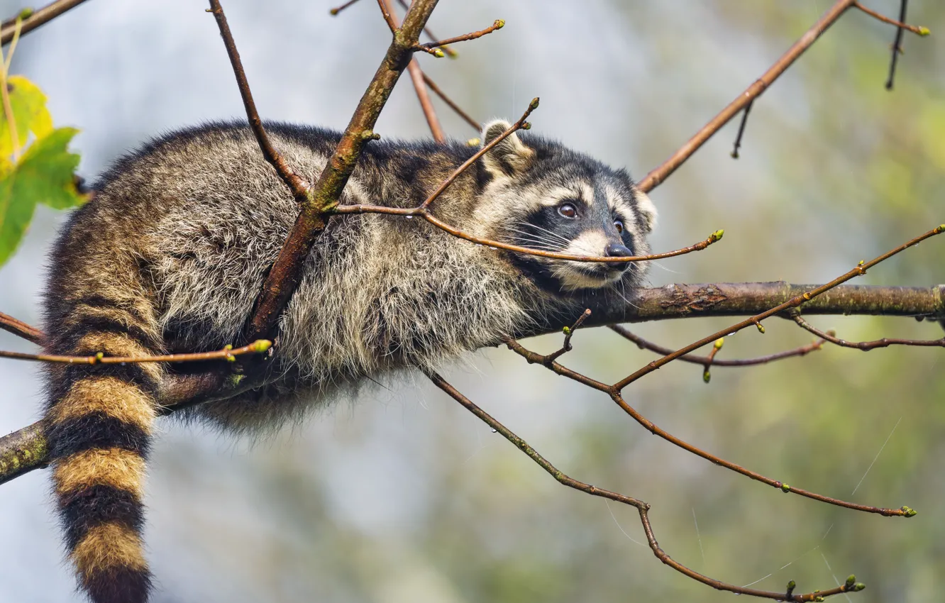 Photo wallpaper trees, branches, raccoon, lies