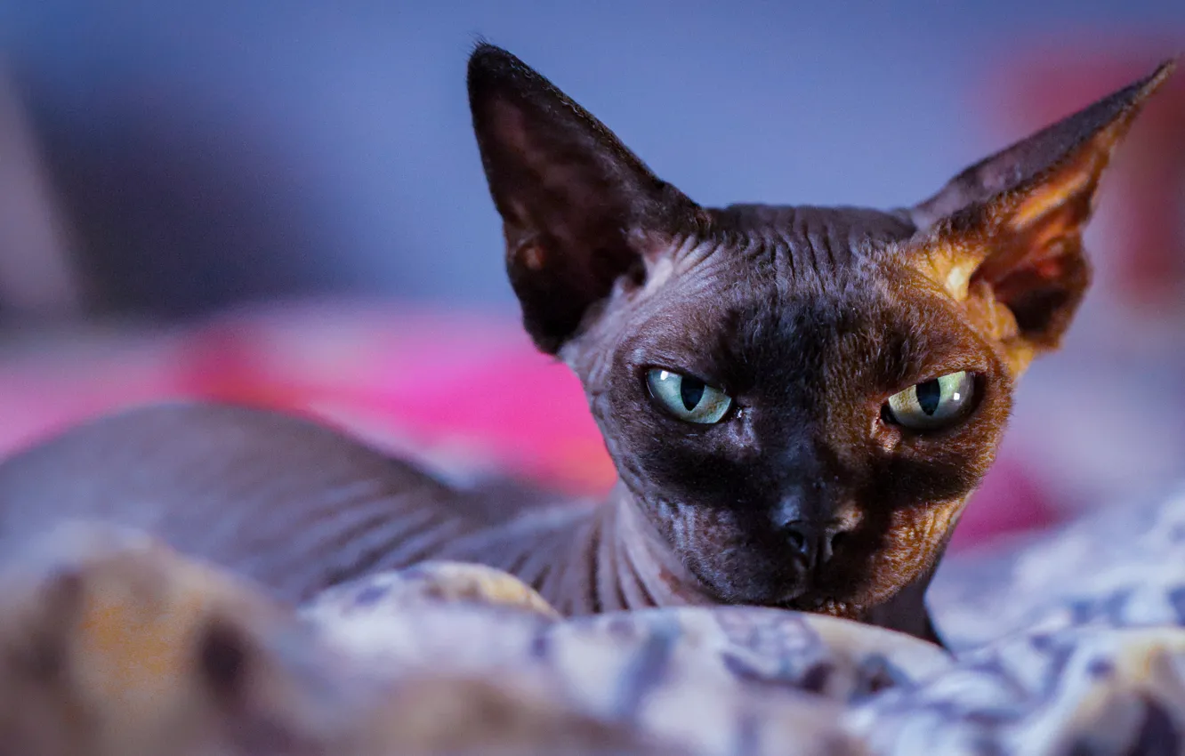 Photo wallpaper cat, cat, look, pose, black, portrait, bed, lies
