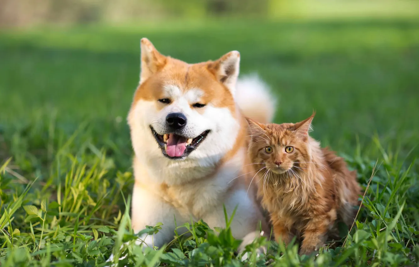 Photo wallpaper cat, cat, each, dog