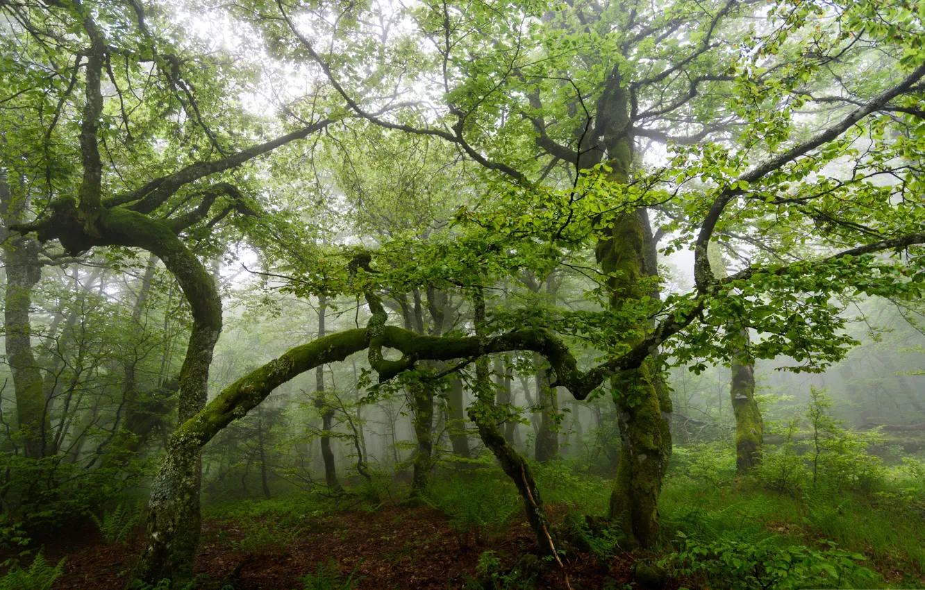 Photo wallpaper forest, trees, fog