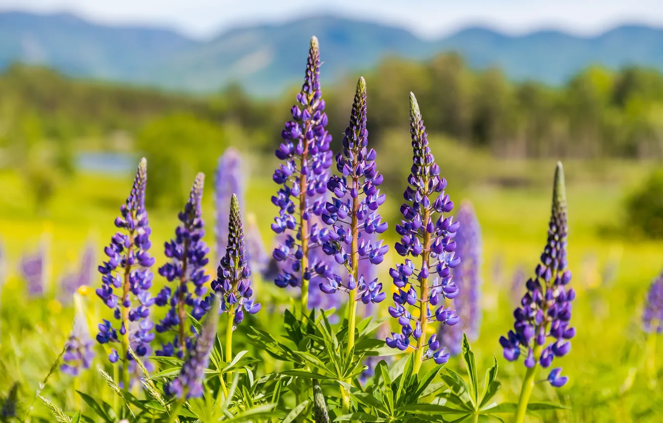 Photo wallpaper field, forest, purple, flowers, mountains, nature, background, glade