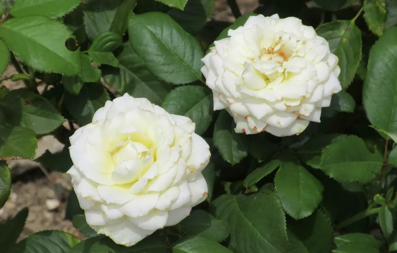 Photo wallpaper roses, pair, white roses, Meduzanol ©