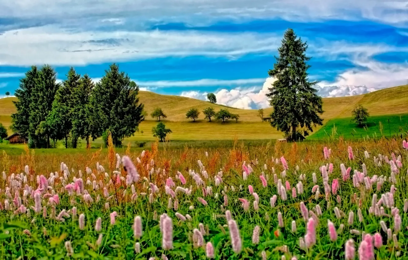 Photo wallpaper the sky, trees, flowers, hills