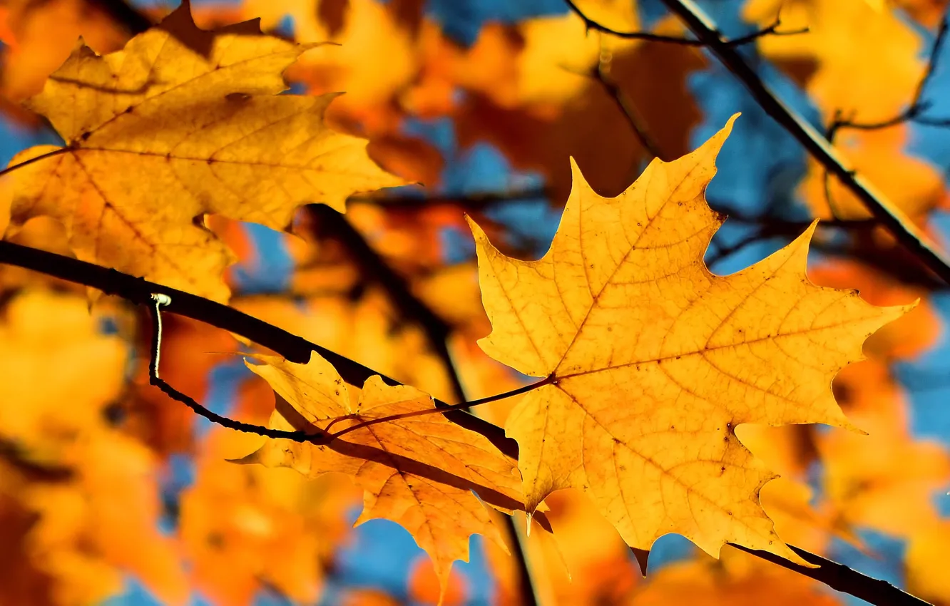 Photo wallpaper autumn, the sky, leaves, branches, maple
