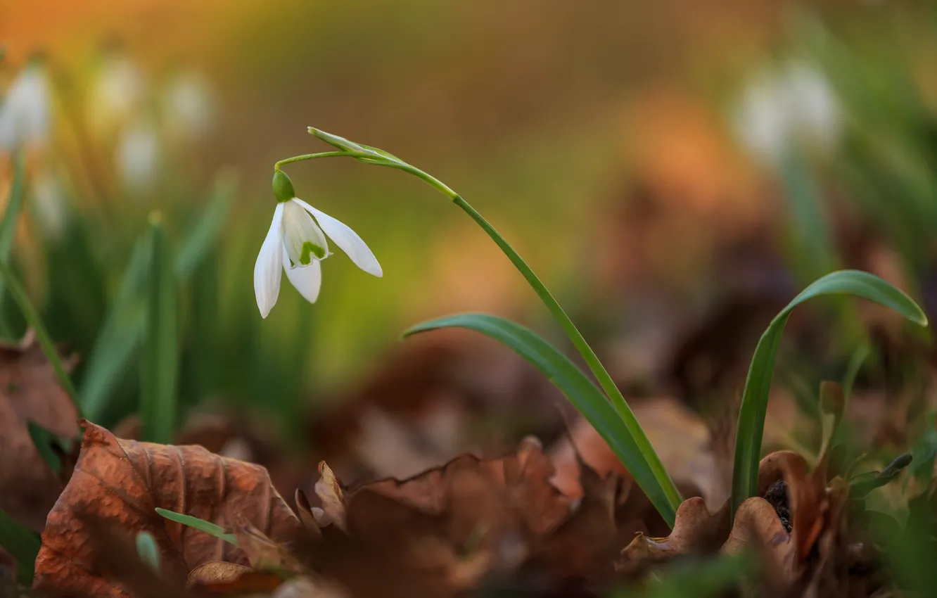Photo wallpaper nature, plant, snowdrops