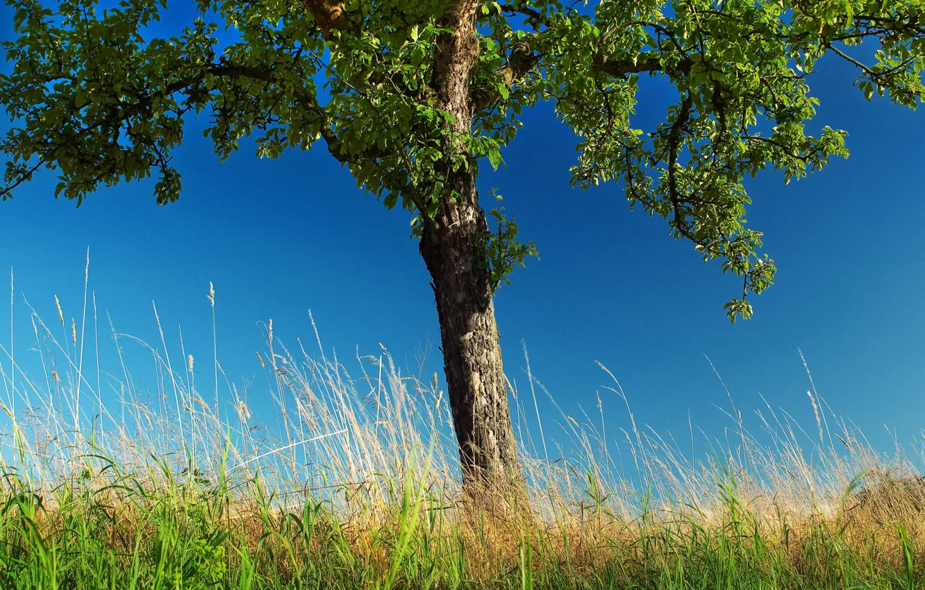 Photo wallpaper grass, trees, nature