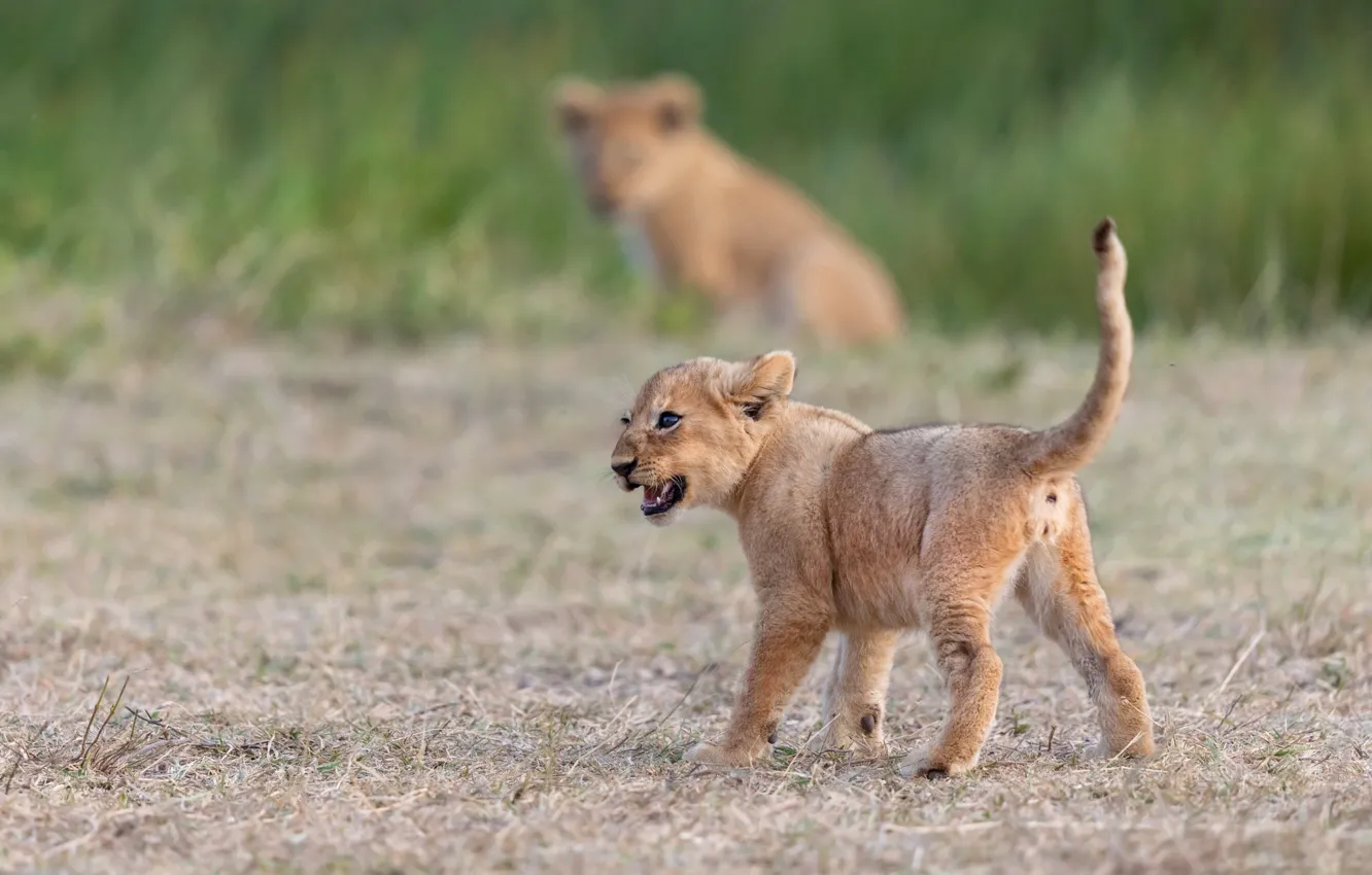 Photo wallpaper nature, baby, walk, lion