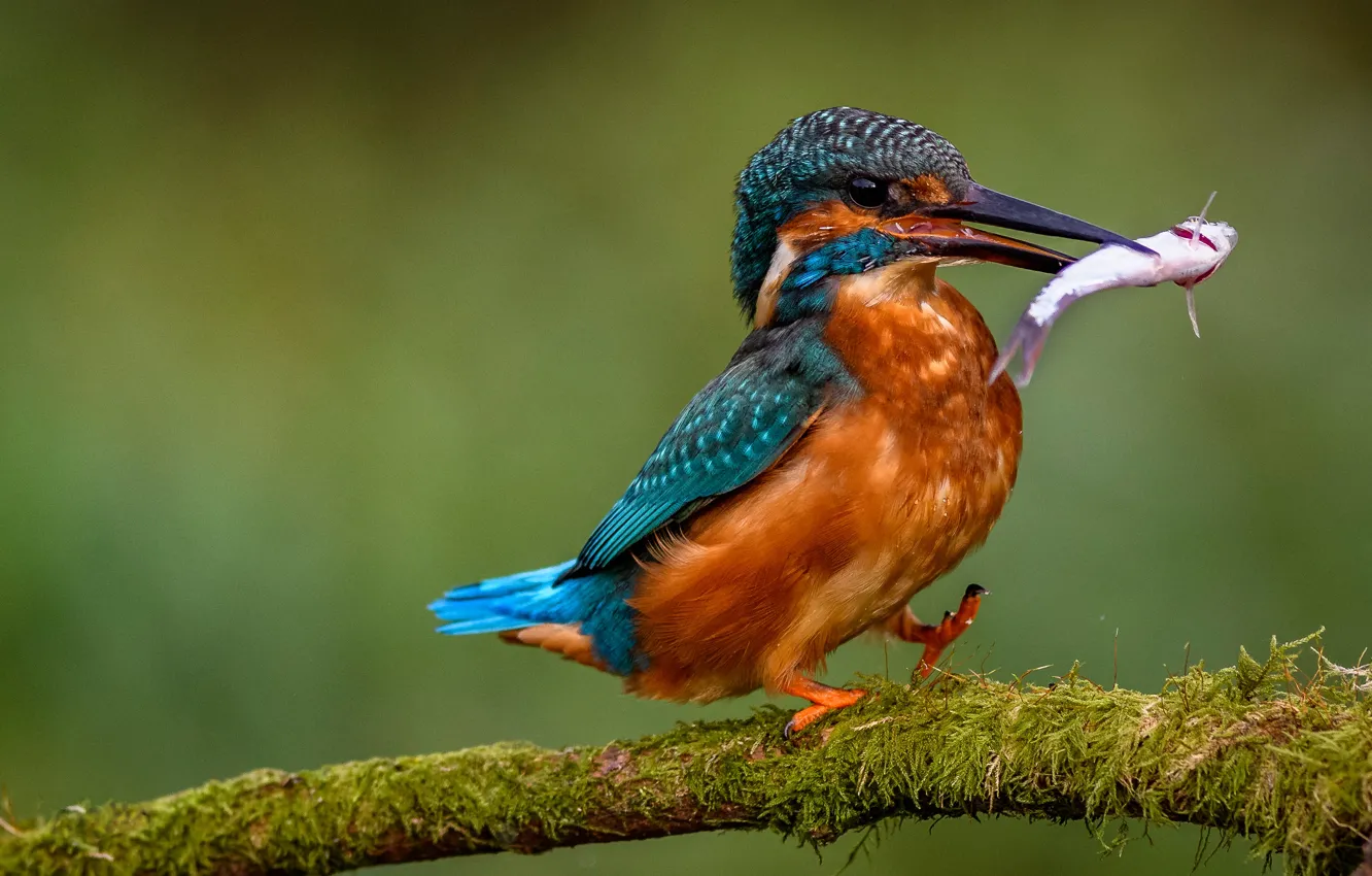 Photo wallpaper branches, pose, bird, moss, fish, green background, mining, Kingfisher