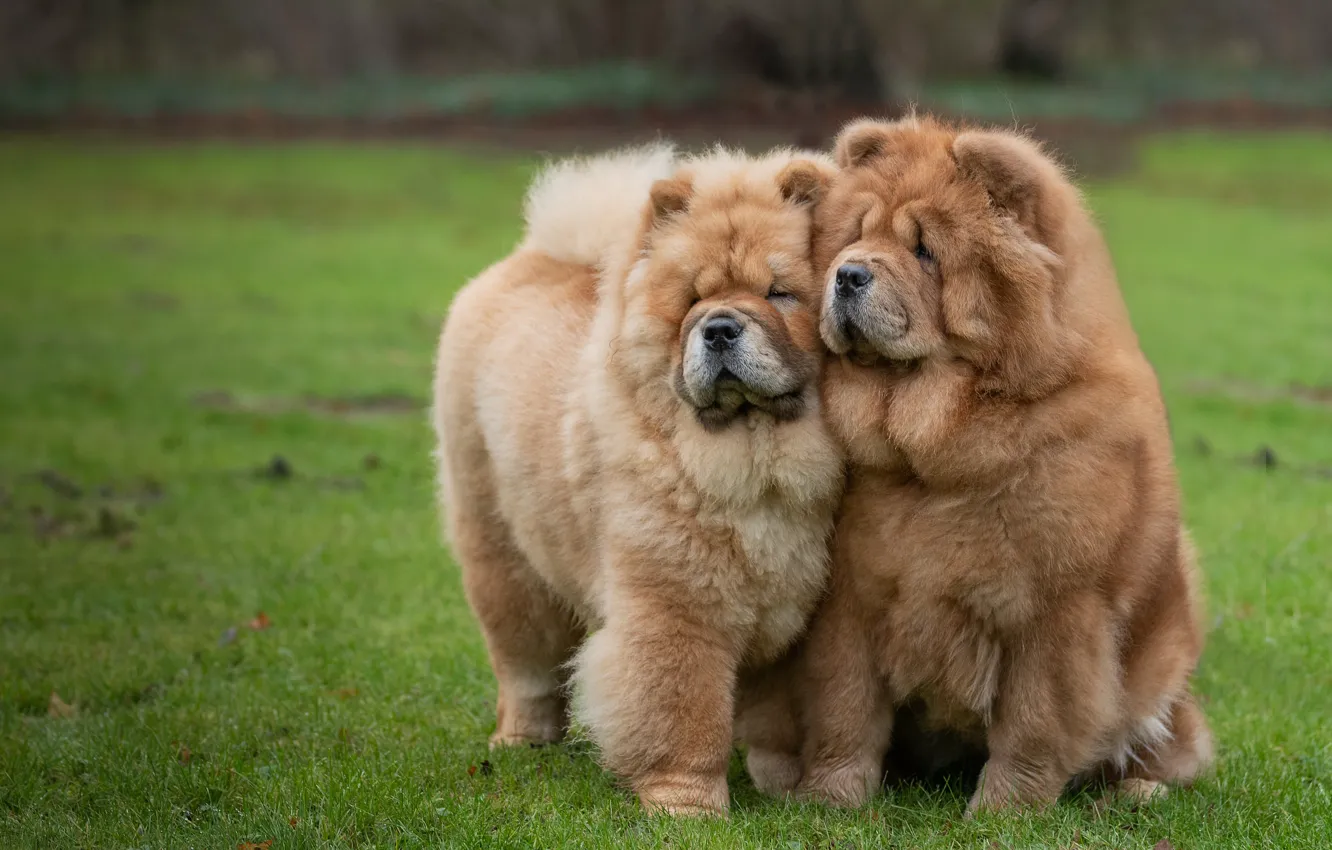 Photo wallpaper dog, a couple, Chow