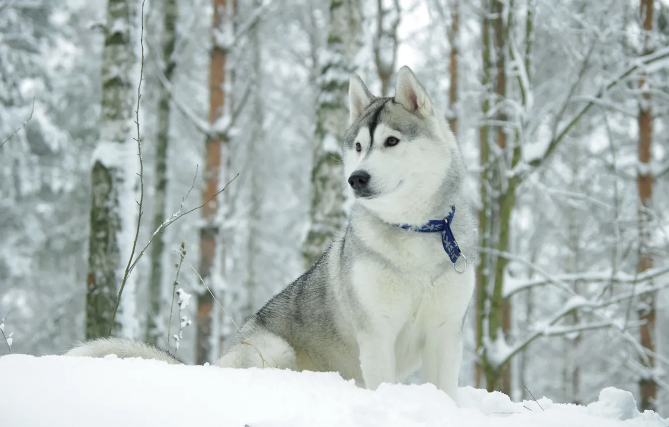 Photo wallpaper winter, dog, the