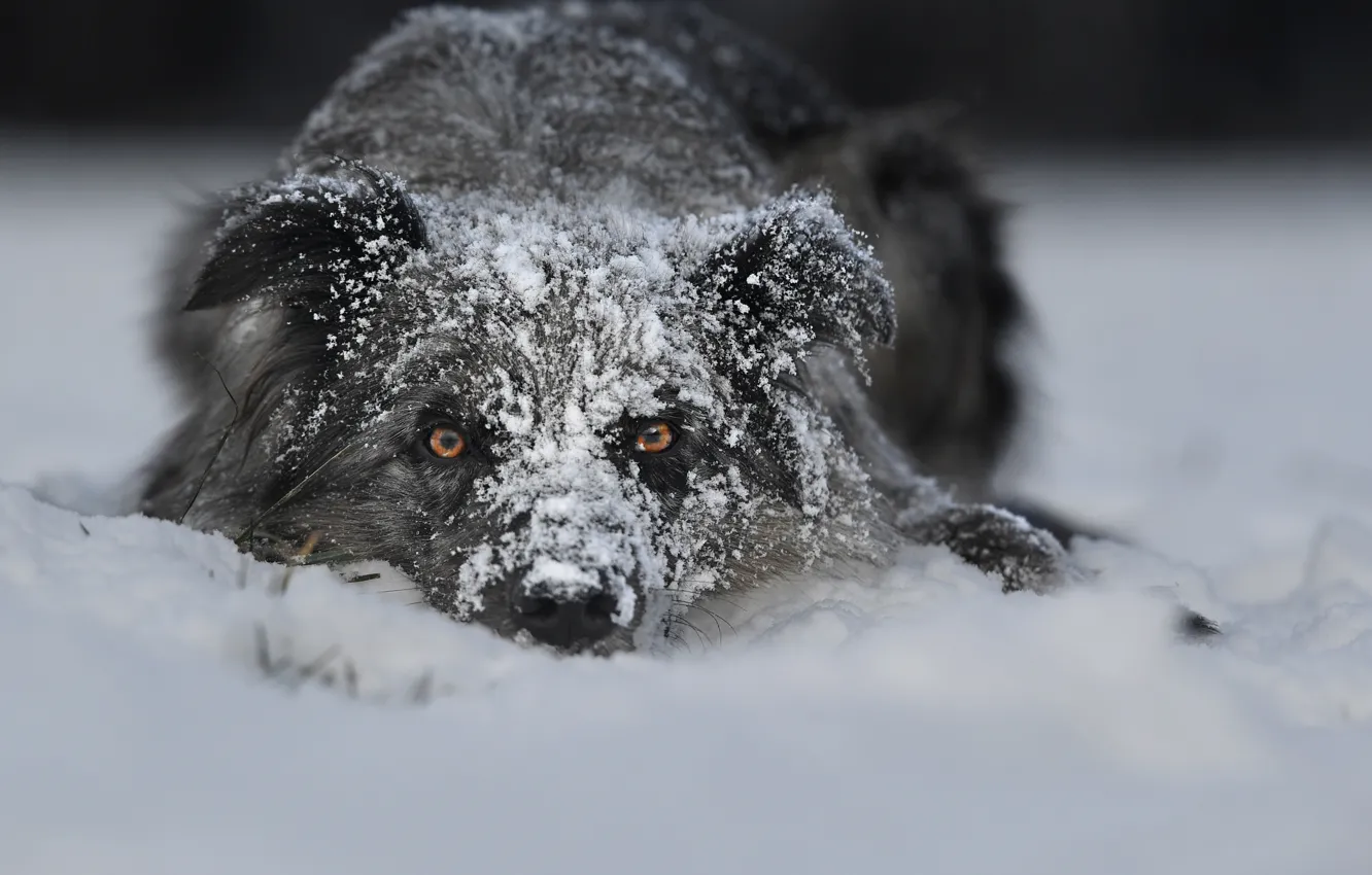 Photo wallpaper winter, look, face, snow, dog