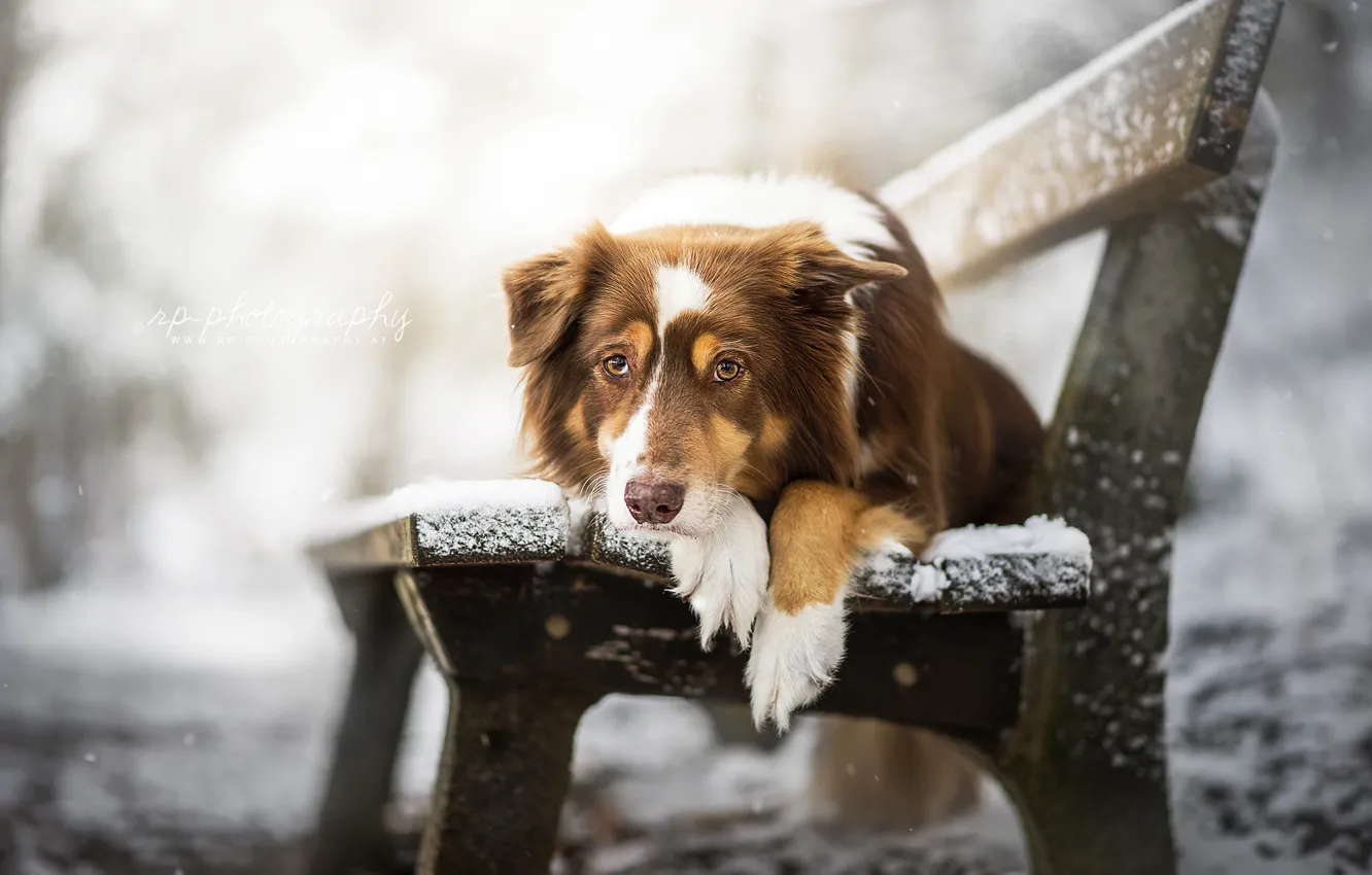 Photo wallpaper look, dog, bench