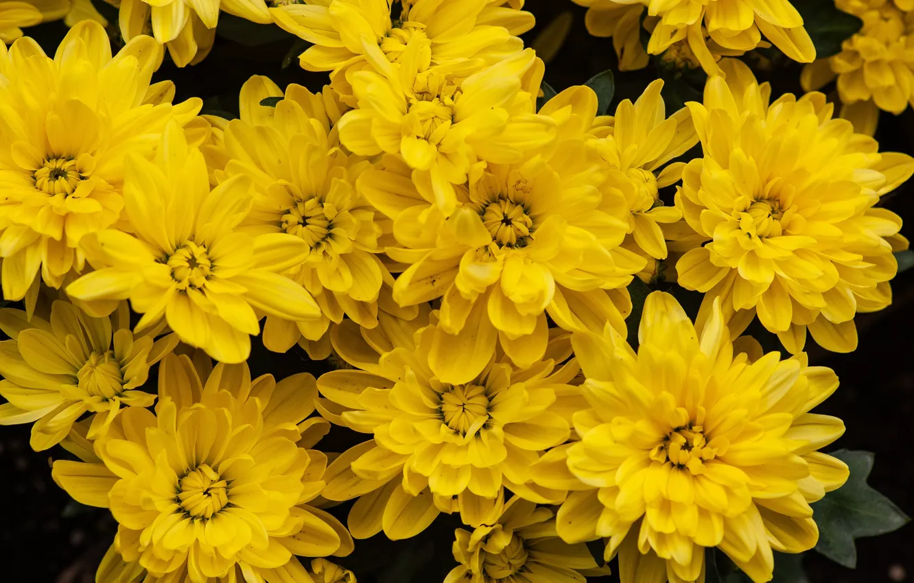 Photo wallpaper flowers, yellow, garden, chrysanthemum, a lot