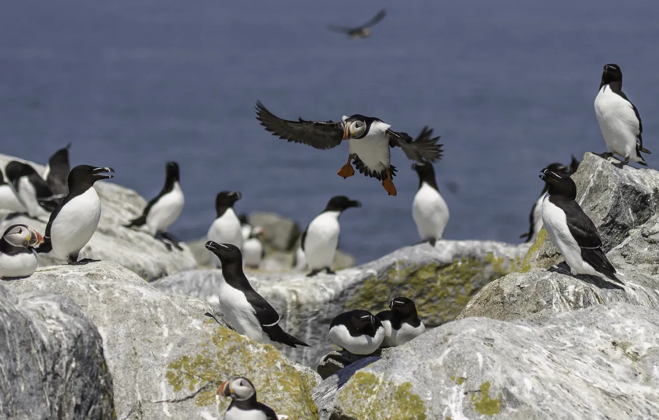 Photo wallpaper bird, feathers, beak, color, stalled