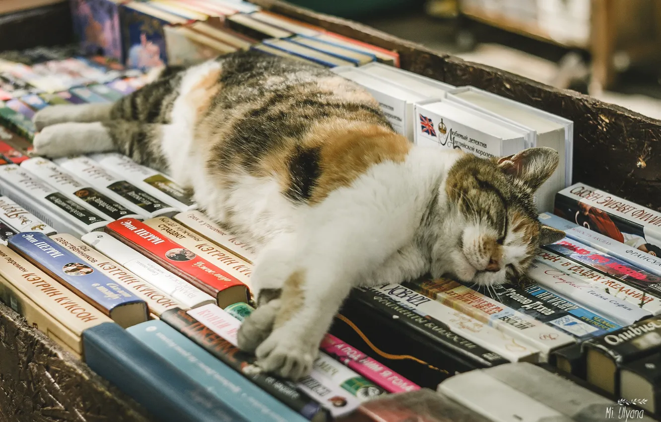 Photo wallpaper cat, books, sleeping, Juliana Mizinova