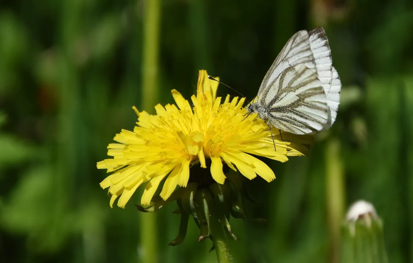 Photo wallpaper macro, nature, butterfly, spring