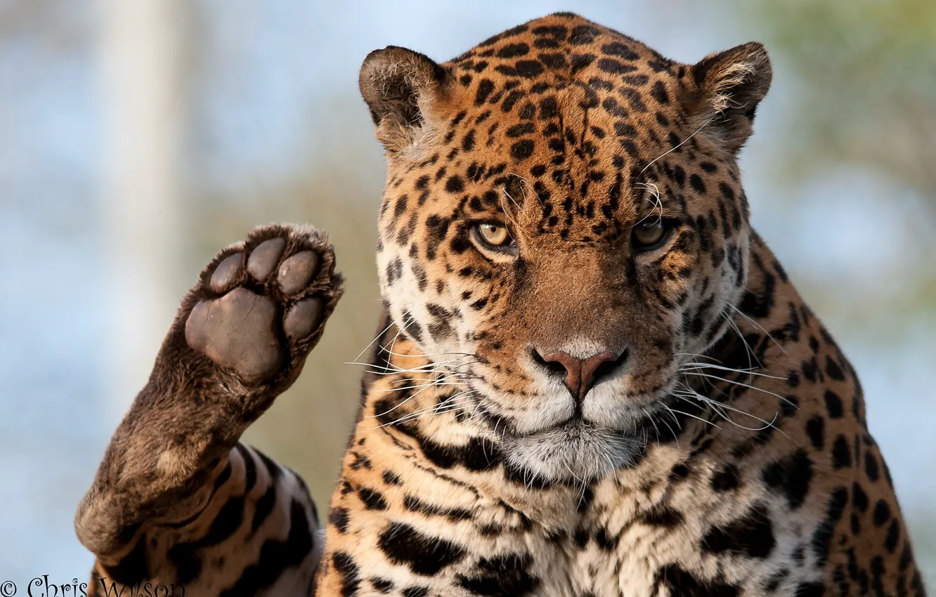 Photo wallpaper look, face, paw, predator, Jaguar