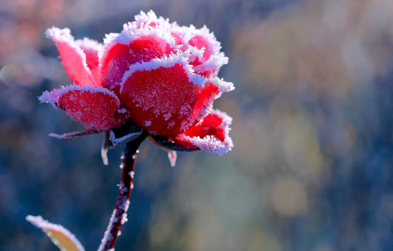 Photo wallpaper frost, scarlet rose, blur bokeh