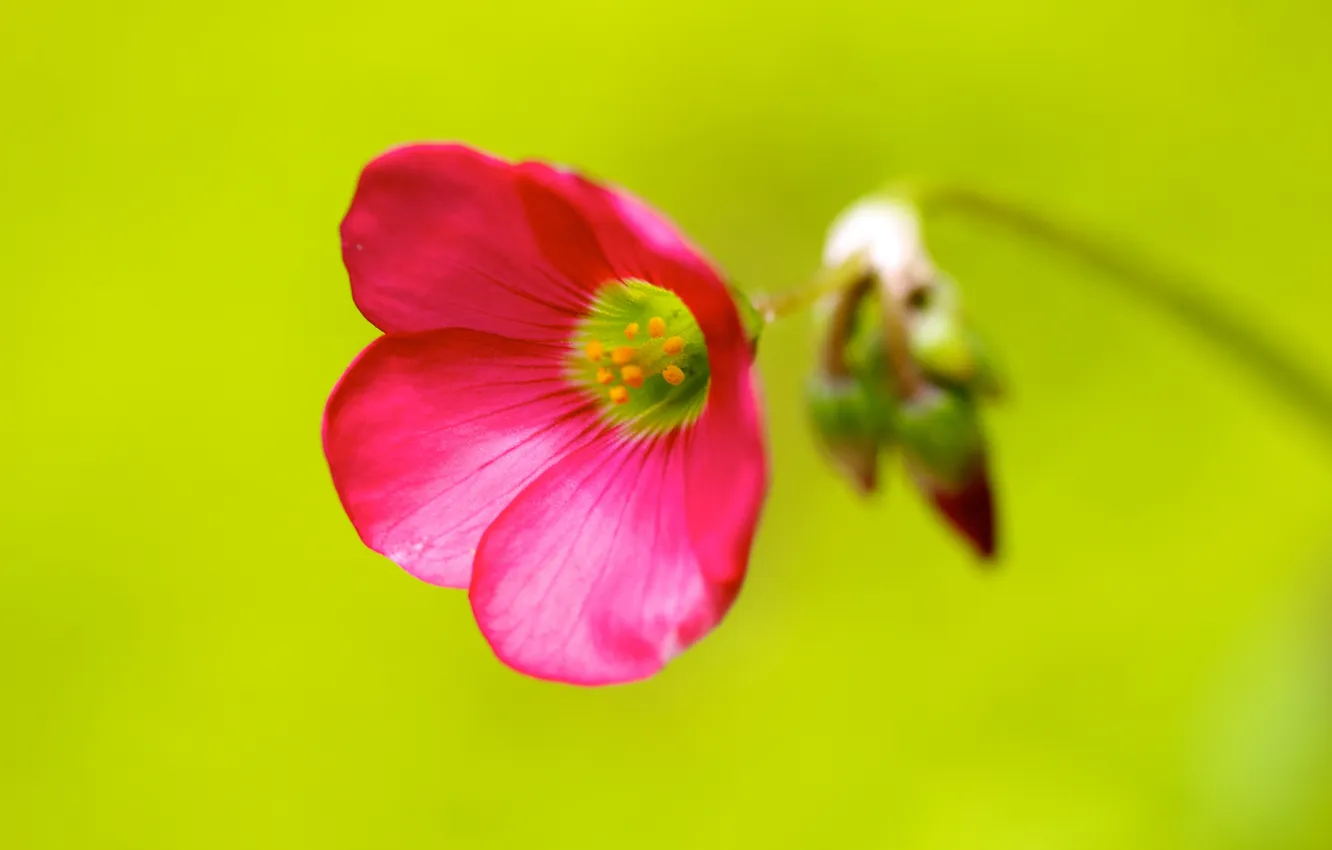 Photo wallpaper flowers, nature, plant, petals