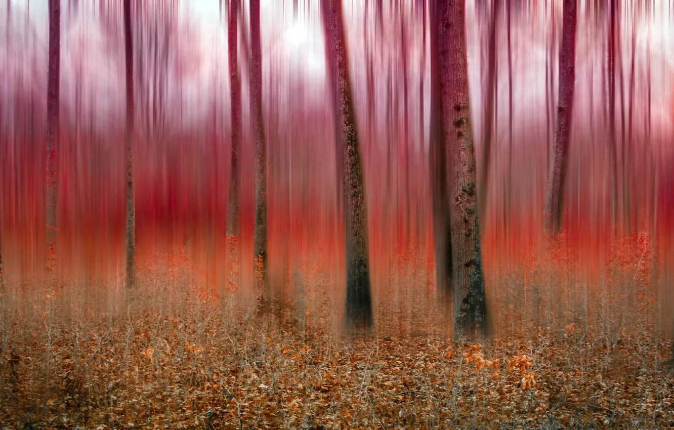 Photo wallpaper forest, nature, background