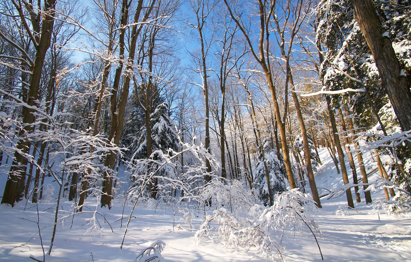 Photo wallpaper winter, forest, the sky, snow, trees