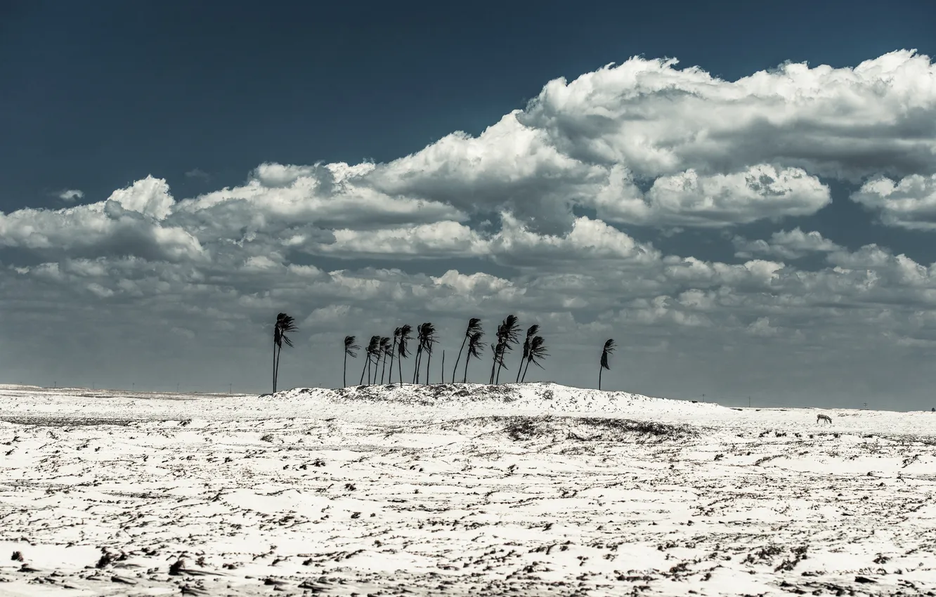 Photo wallpaper sand, clouds, the wind, donkey, Coconut trees