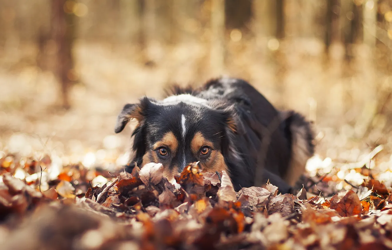 Photo wallpaper look, leaves, each, dog
