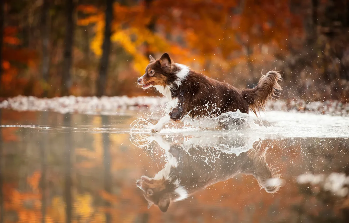 Photo wallpaper water, squirt, dog, running