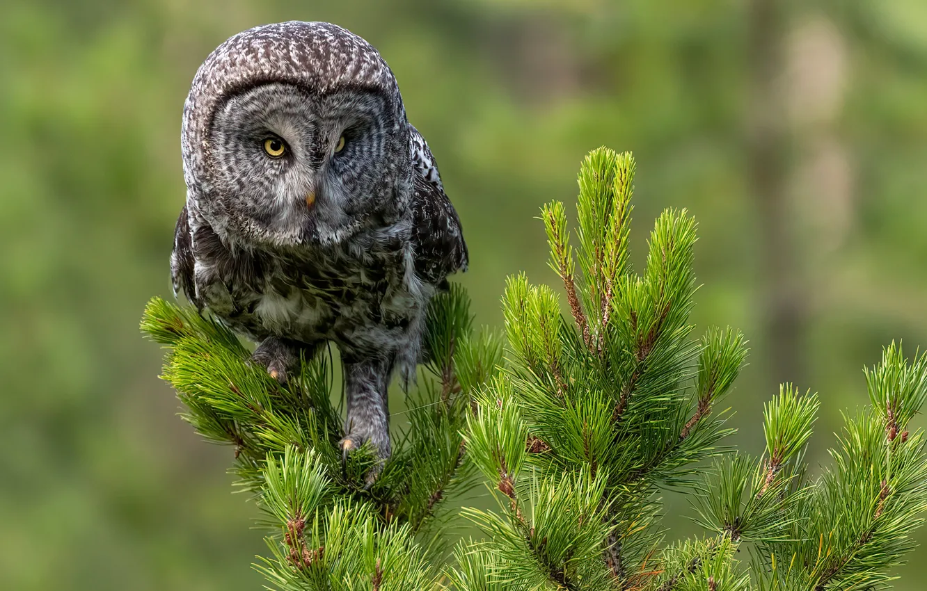 Photo wallpaper background, owl, bird, needles, pine, Great grey owl
