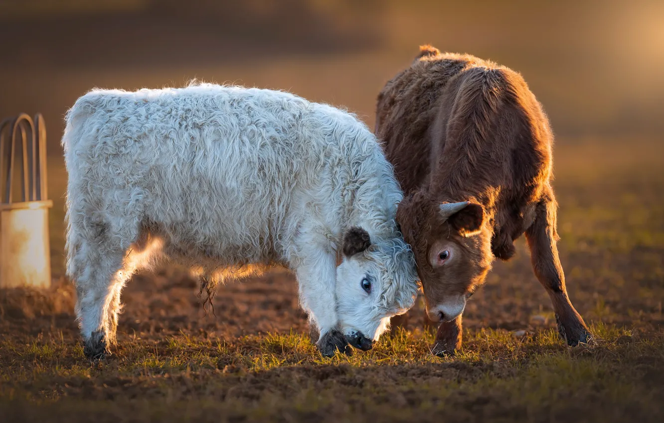 Photo wallpaper the game, fight, bull, calf, bull