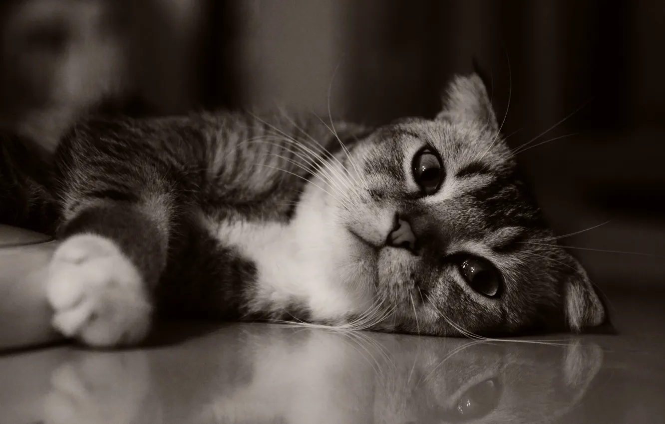 Photo wallpaper cat, sweetheart, kitty, kitten, cat, kitty, cute