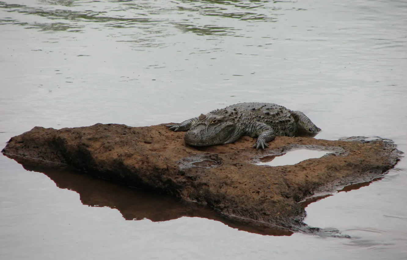 Photo wallpaper green, nice, crocodile, Dangerous