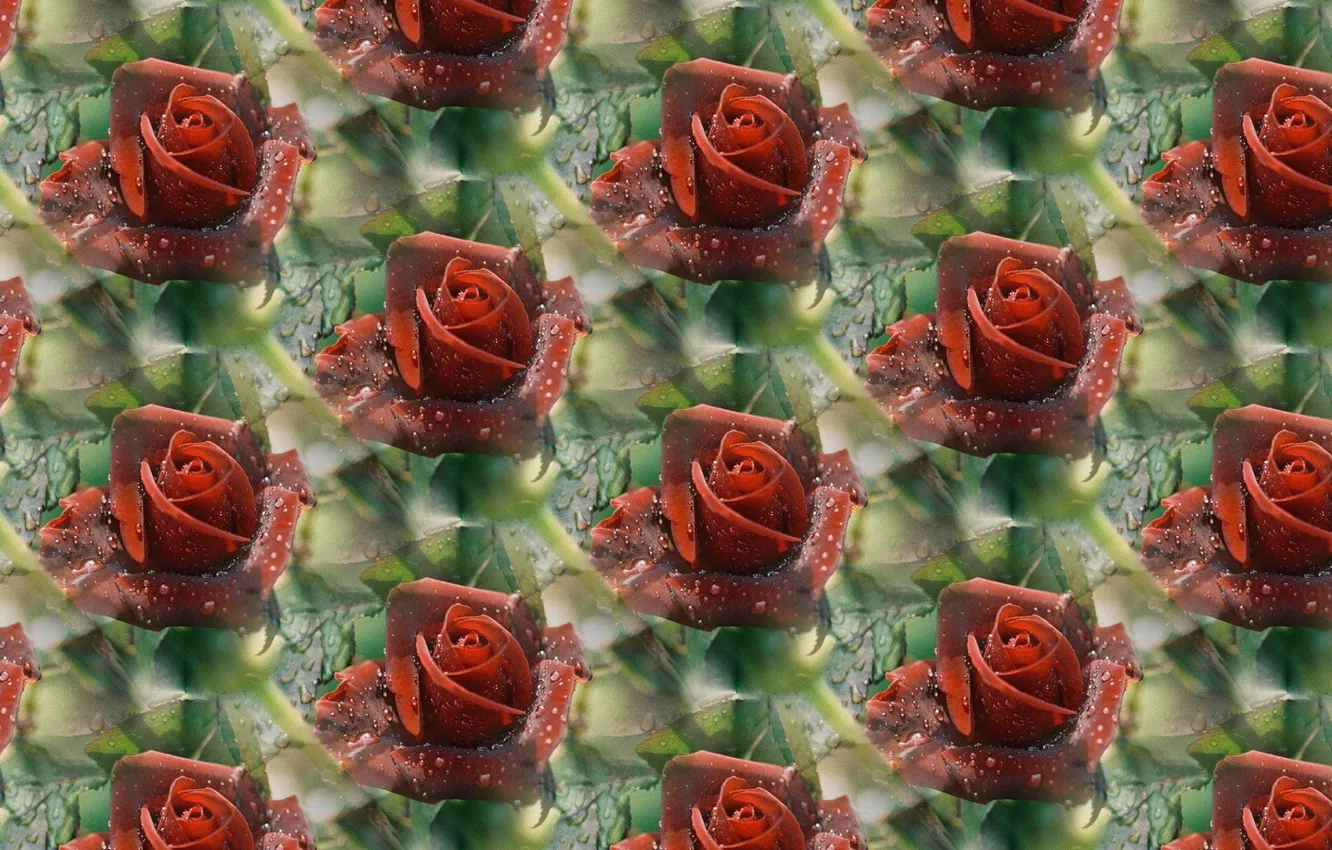 Photo wallpaper flowers, Rosa, background, roses, texture