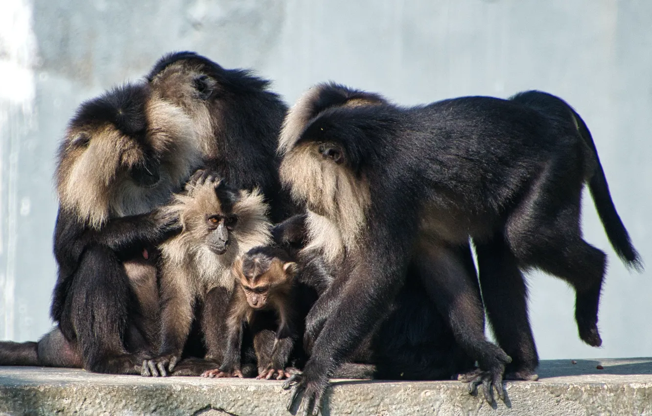 Photo wallpaper animals, wildlife, group, lion tailed, macaque monkeys