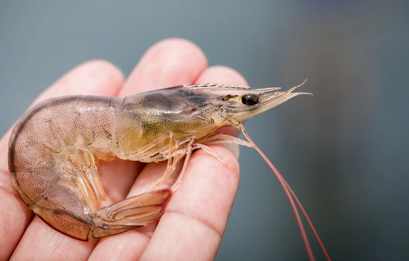 Photo wallpaper man, hands, shrimp
