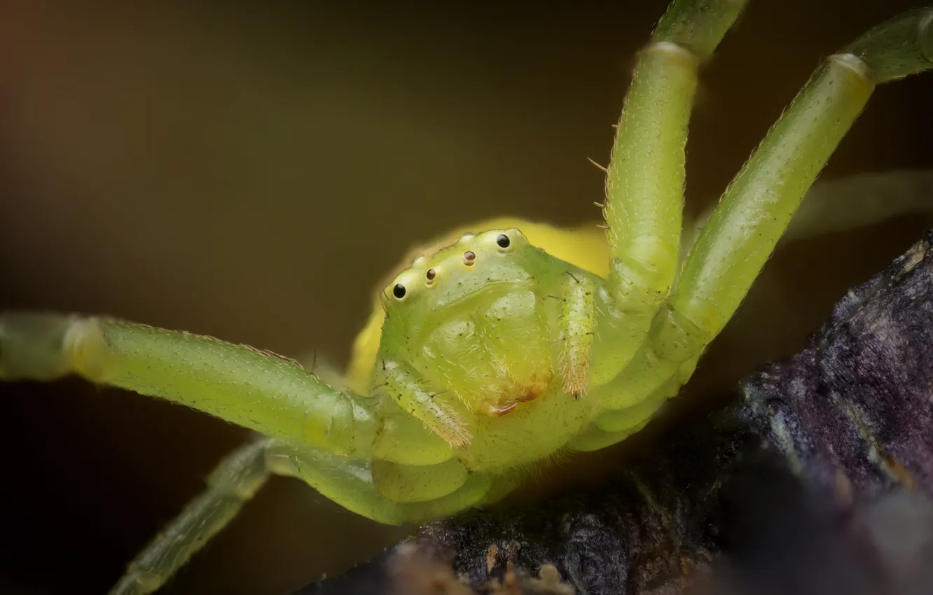 Photo wallpaper spider, macro photography of insects, The krestovichok spider, The Krestovik, Ivan Zolin