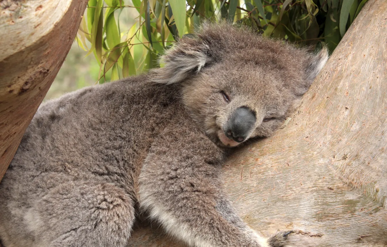 Photo wallpaper leaves, tree, bamboo, bear, sleeping, Koala