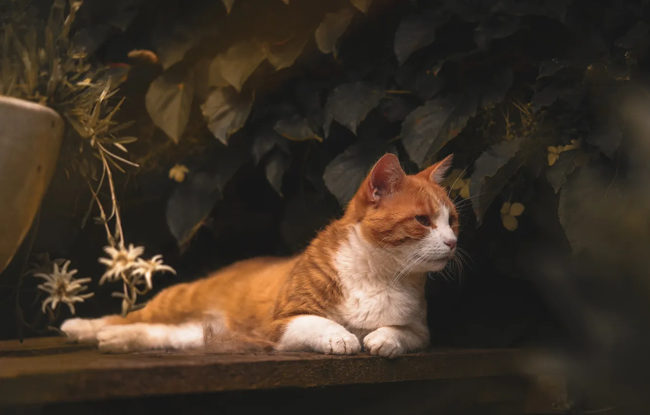 Photo wallpaper cat, cat, look, flowers, bench, pose, the dark background, foliage