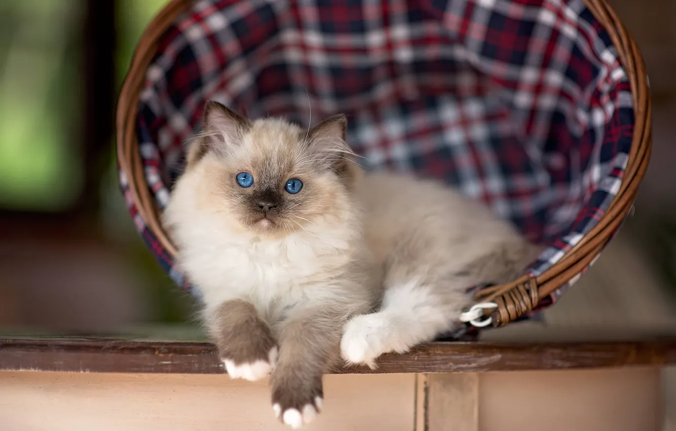 Photo wallpaper cat, look, table, cell, fluffy, lies, kitty, face