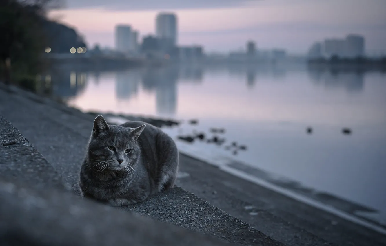 Photo wallpaper cat, the city, the evening, ladder