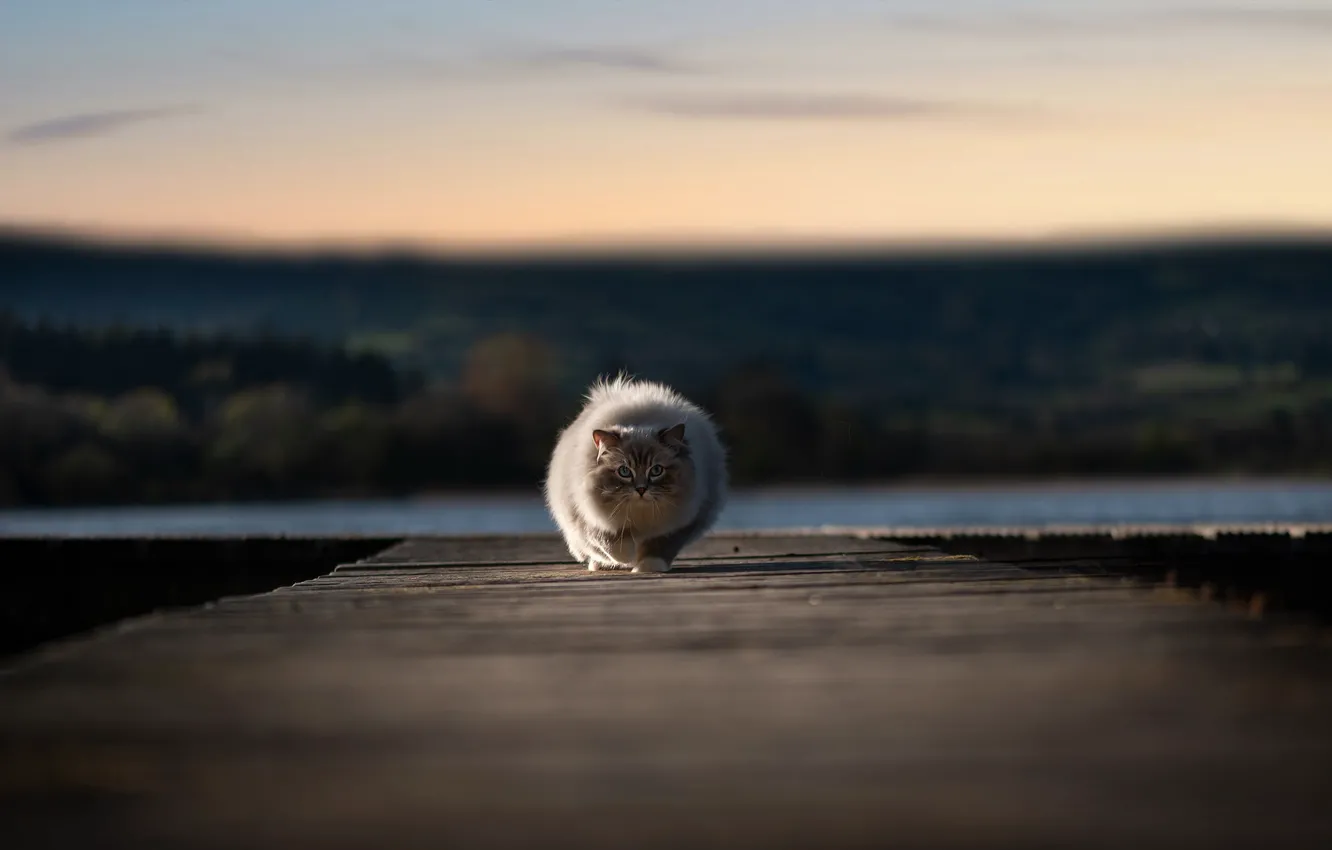 Photo wallpaper cat, cat, look, nature, Board, pierce, walk, face