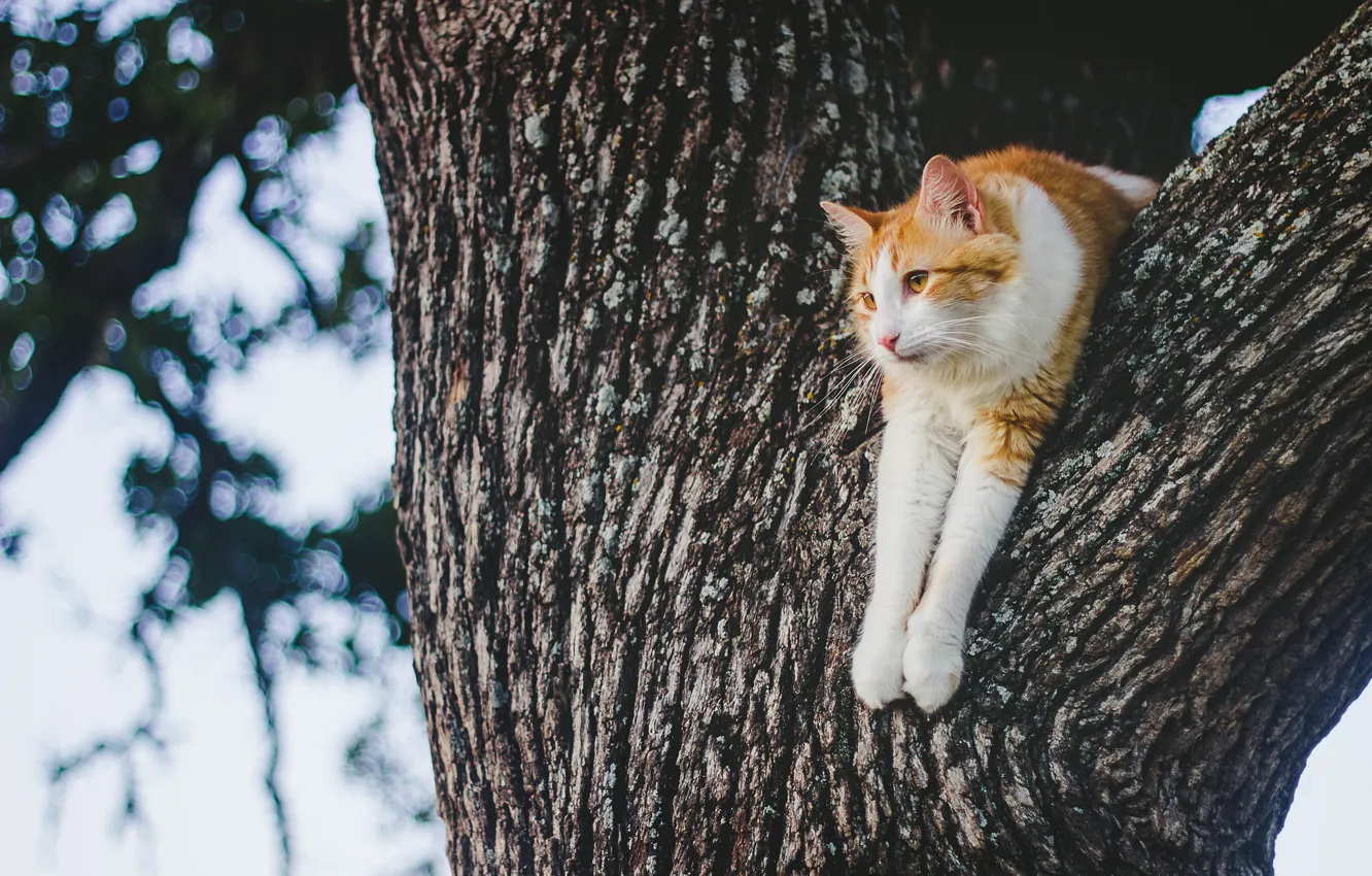 Photo wallpaper cat, stay, on the tree, cat