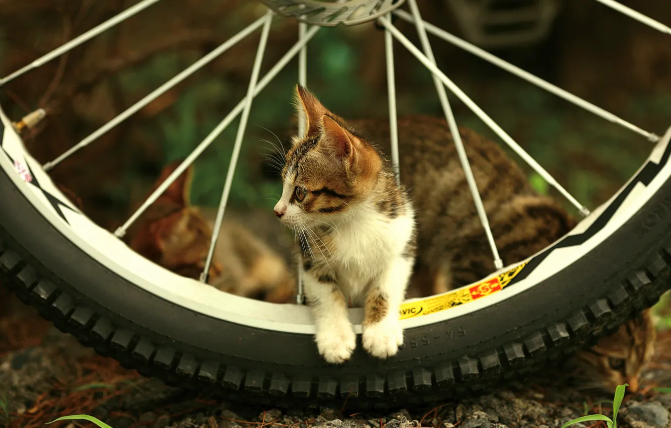 Photo wallpaper look, kitty, wheel, spokes