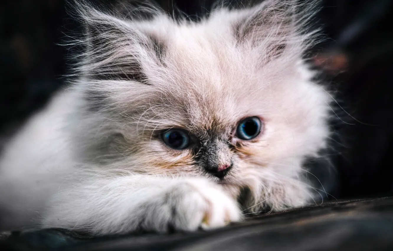 Photo wallpaper fluffy, muzzle, kitty, blue eyes