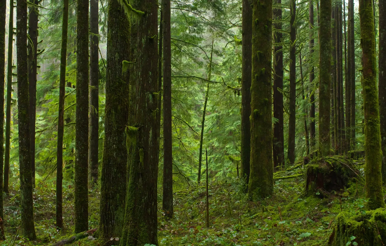 Photo wallpaper forest, trees, nature, Canada, Canada, British Columbia, British Columbia